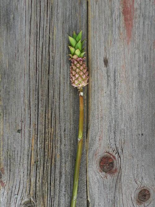 MINI PINEAPPLE